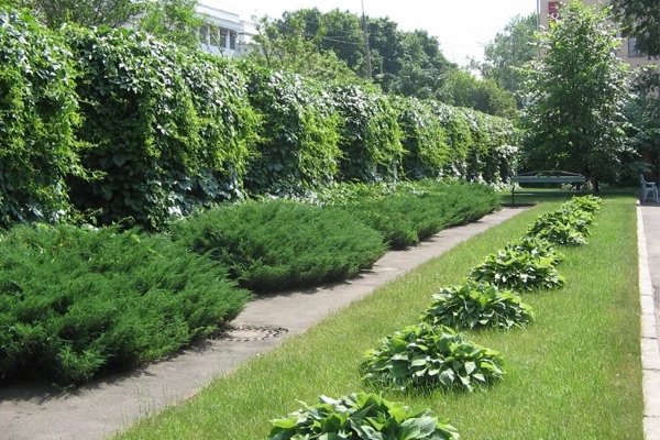 Профессиональное озеленение и посадка растений на городских участках | Москва и область